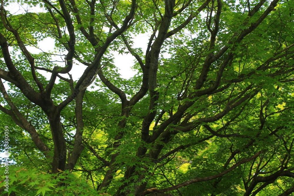 Nagoya (名古屋) | Gardens of Nagoya Castle Nagoya (名古屋) | Gardens of Nagoya Castle