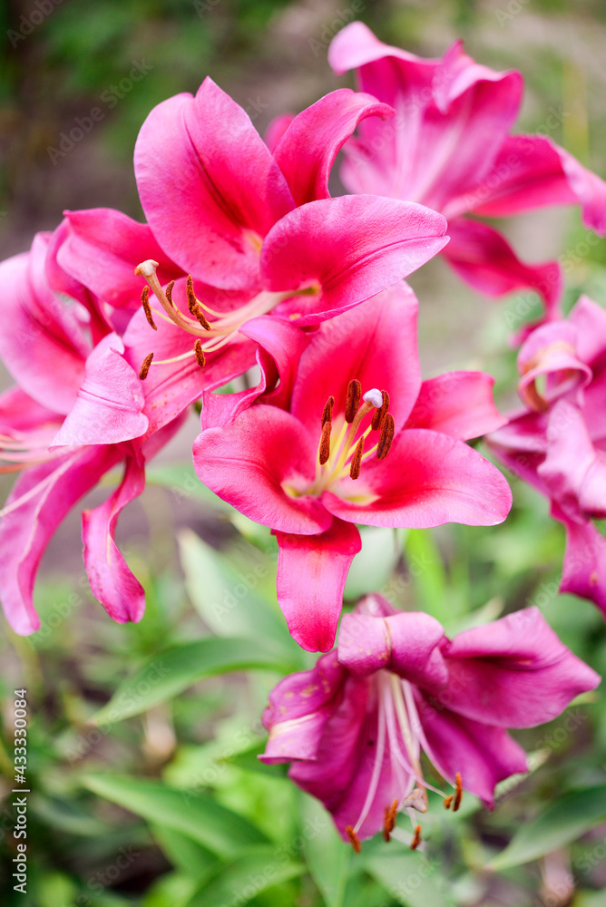 Beautiful lily flower on a background of green leaves. Lily flowers in the garden. Background texture with burgundy buds. Image of a flowering plant with crimson flowers of a varietal lily. Beautiful lily flower on a background of green leaves. Lily flowers in the garden. Background texture with burgundy buds. Image of a flowering plant with crimson flowers of a varietal lily.
