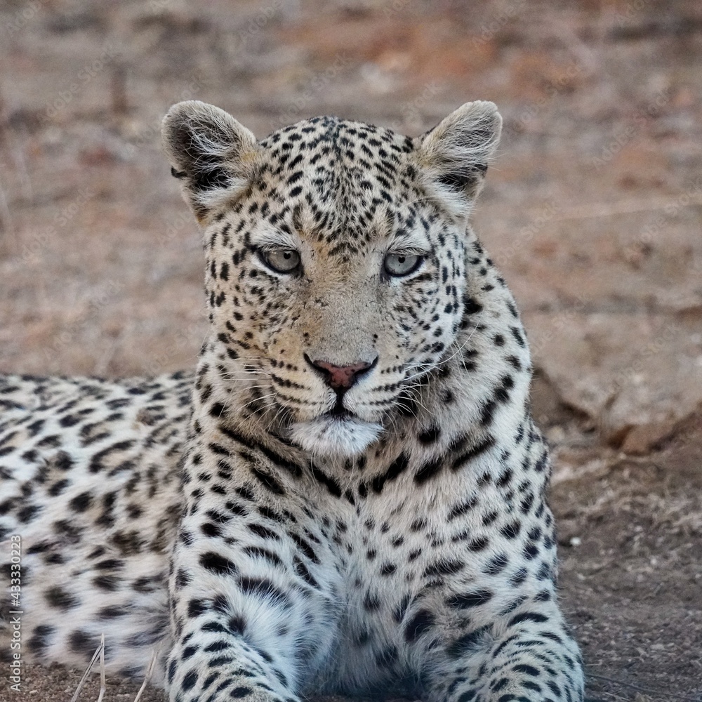 Obraz premium Leopard in Erindi Private Game Reserve, Namibia