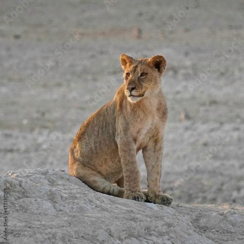 Lion in Etosha National Park  Namibia