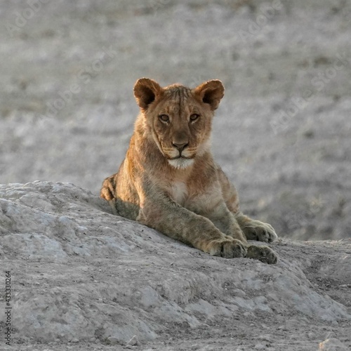 Lion in Etosha National Park, Namibia