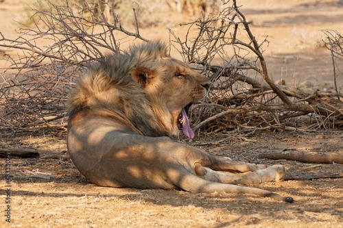 Male Lion in Erindi Private Game Reserve  Namibia