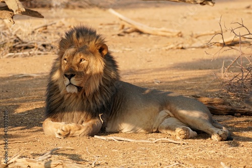 Male Lion in Erindi Private Game Reserve  Namibia