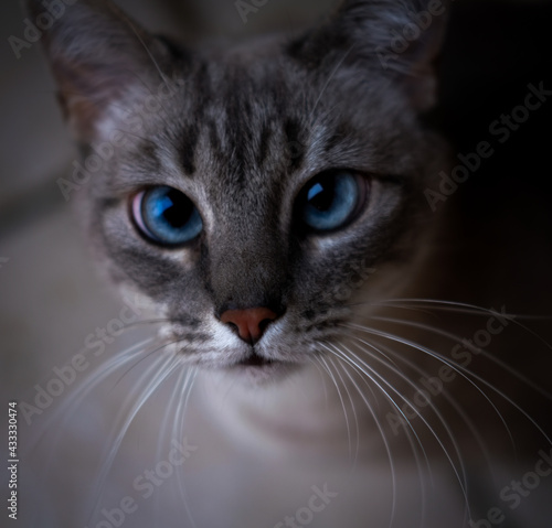 White cat with blue eyes 