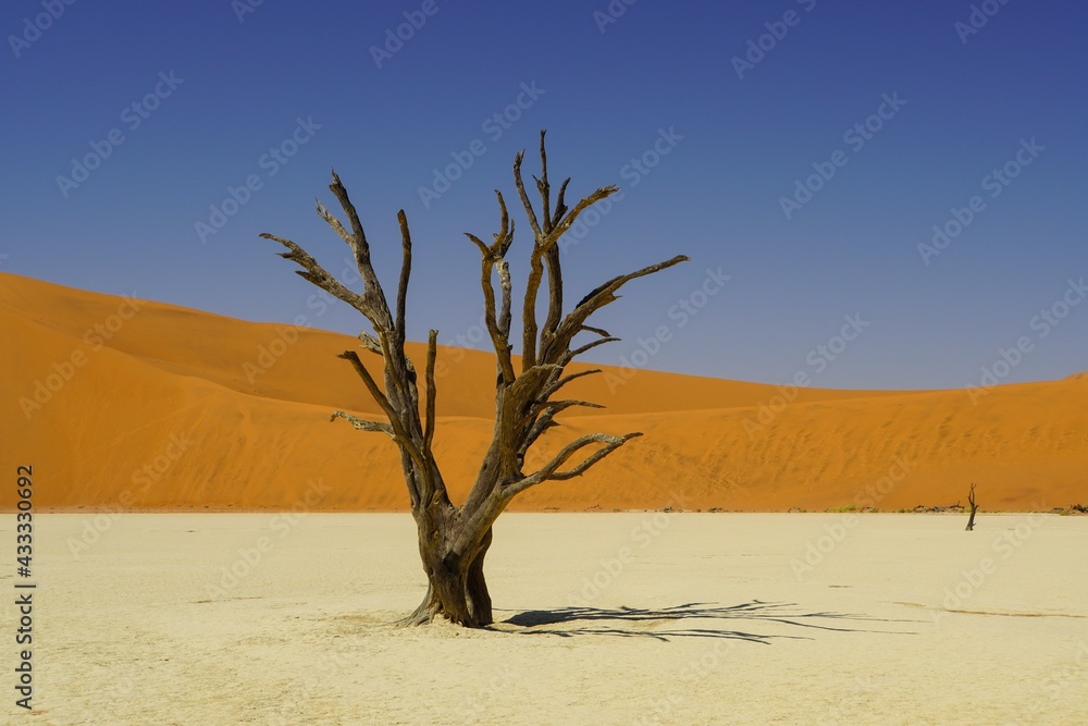 Dead Tree at Deadvlei in Namib-Naukluft National Park, Namibia Dead Tree at Deadvlei in Namib-Naukluft National Park, Namibia