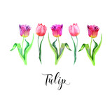 Blooming tulips on a white background