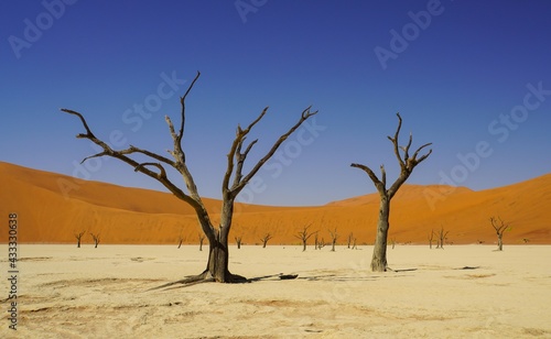 Dead Trees at Deadvlei in Namib-Naukluft National Park, Namibia