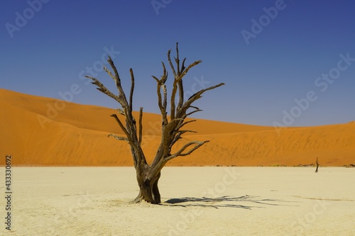 Dead Tree at Deadvlei in Namib-Naukluft National Park, Namibia