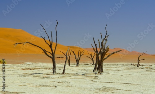 Dead Trees at Deadvlei in Namib-Naukluft National Park  Namibia