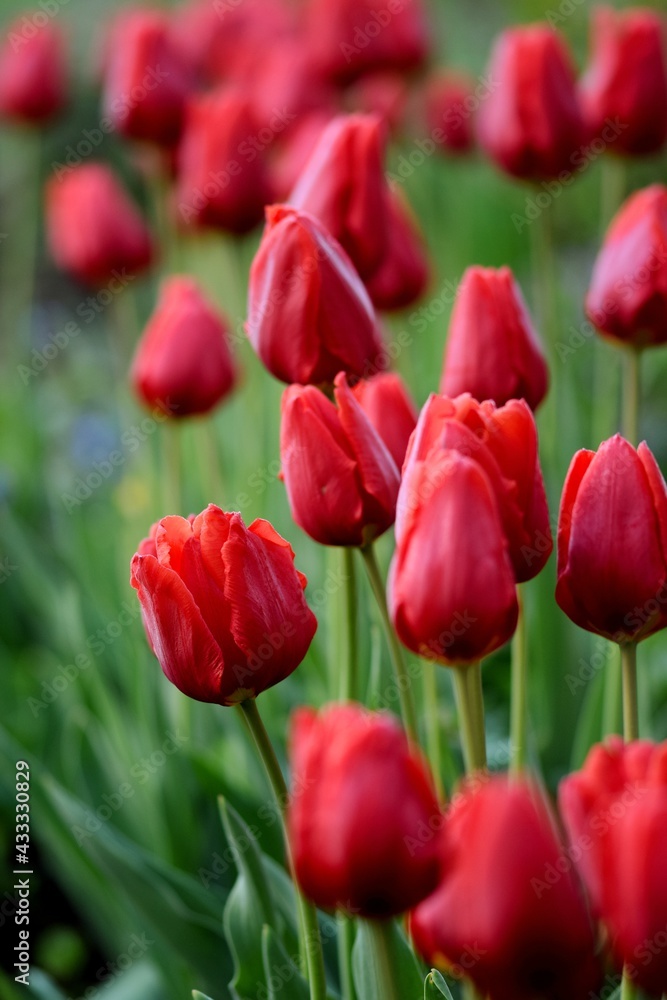 Red tulips field, expressive sunny image with spring flowers