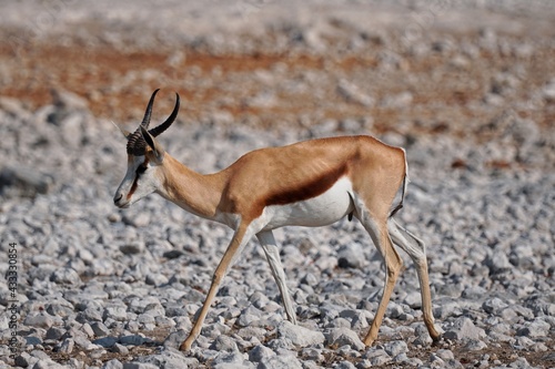 Springbok in Etosha National Park, Namibia