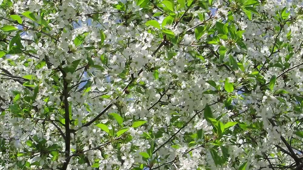 White cherry flowers white-green background White cherry flowers white-green background