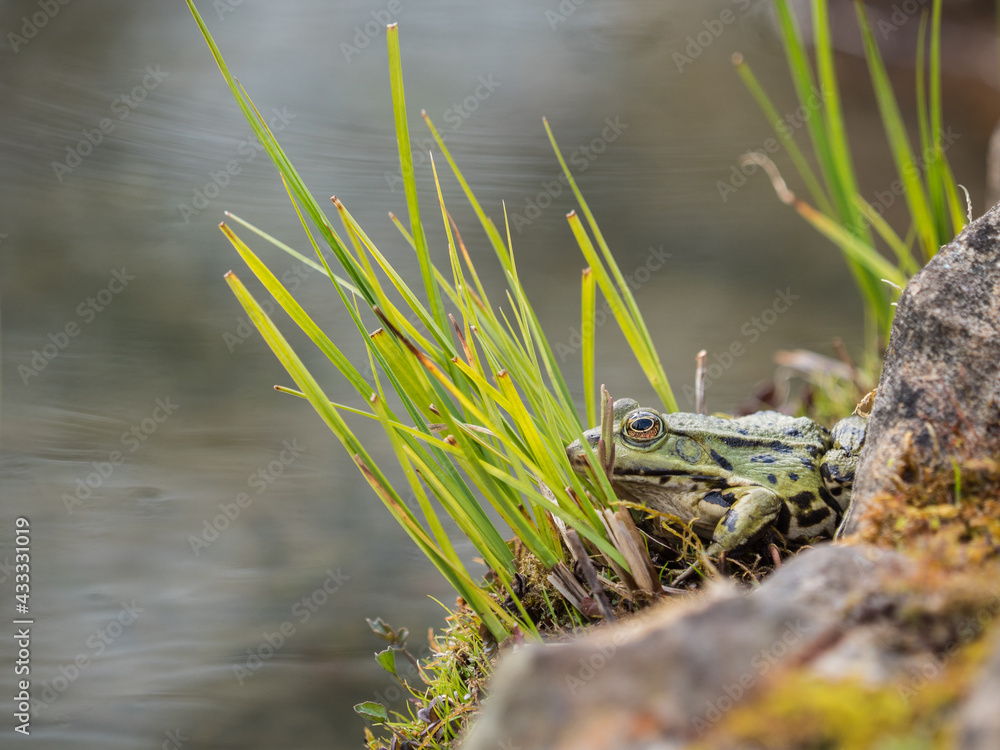 Teichfrosch Teichfrosch