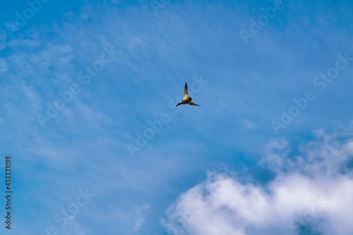 Wild duck flies against the background of the blue summer sky and white clouds.