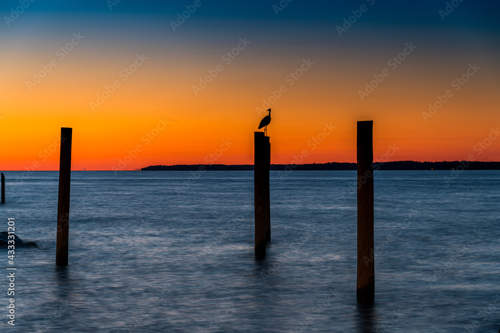 A Great Blue Heron sitting on a Post near the pier on the River