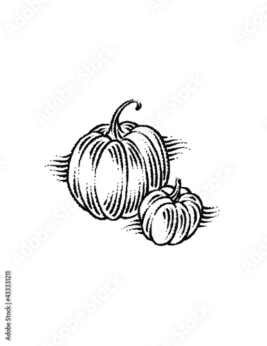 illustration of pumpkin