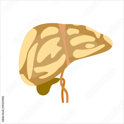 liver and liver disease. cirrhosis of the liver, hepatitis, fatty hepatosis. stock vector illustration.
