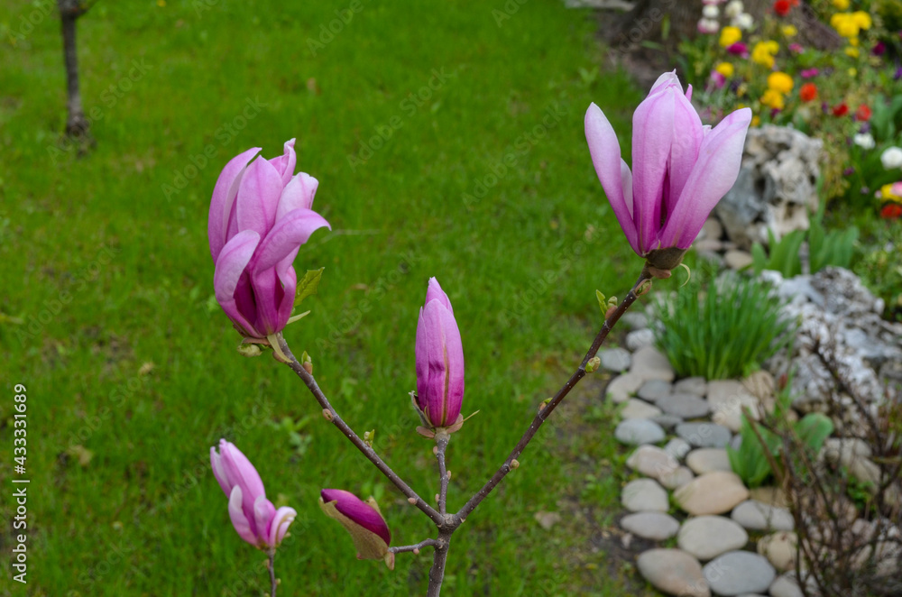 Fototapeta premium Big bright pink magnolia flowers on a tree branch on the green grass background. Early spring flowers.