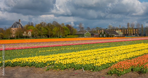 Dever castle in dutch city of Lisse with tulip fields of various colours in the foreground photo