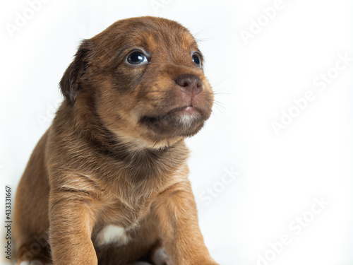 Cute Parson Russell Terrier puppies in front of white background © Pavel Kovalevsky