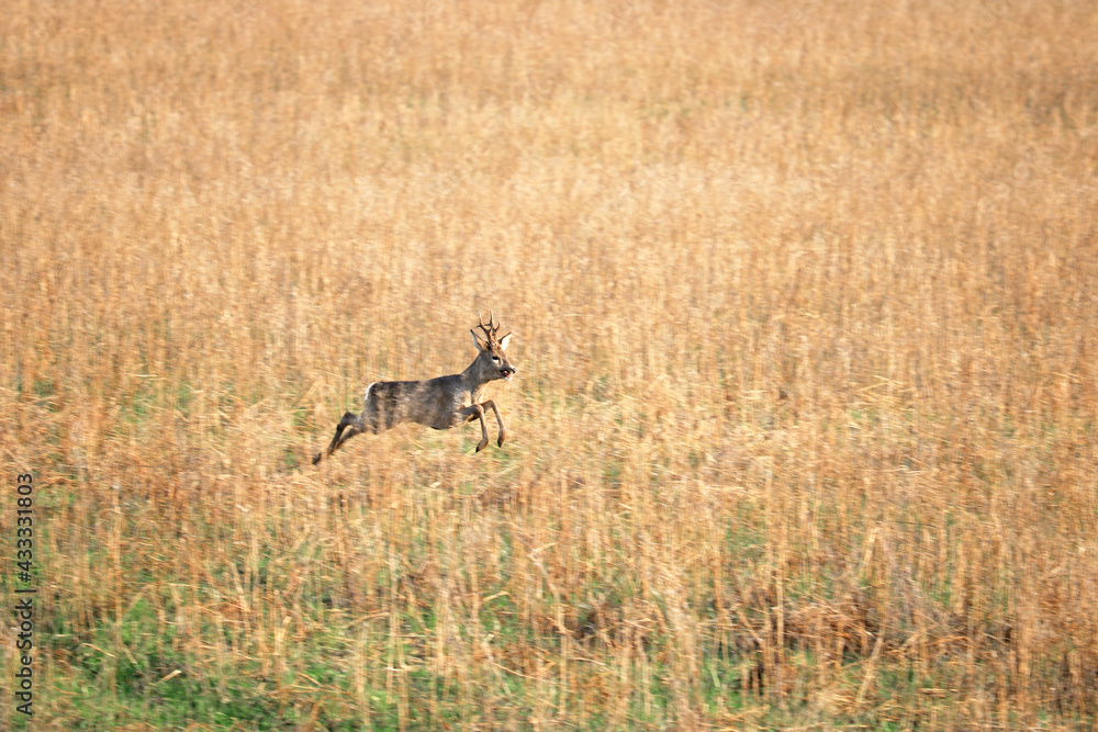 roe deer rushes across the field