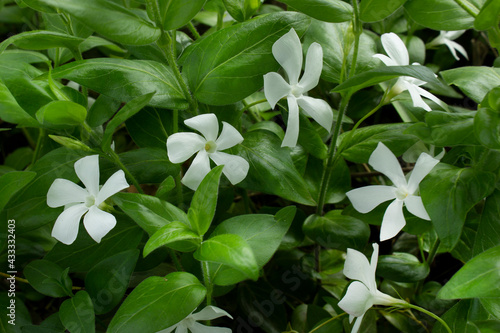 Φωτογραφία Vinca minor white color flower garden plant spring blossom with green leaves