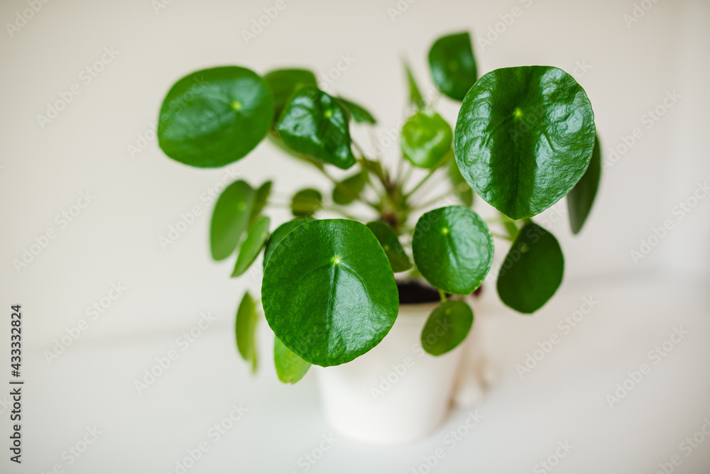 Pilea plant close up, green leaves Pilea plant close up, green leaves