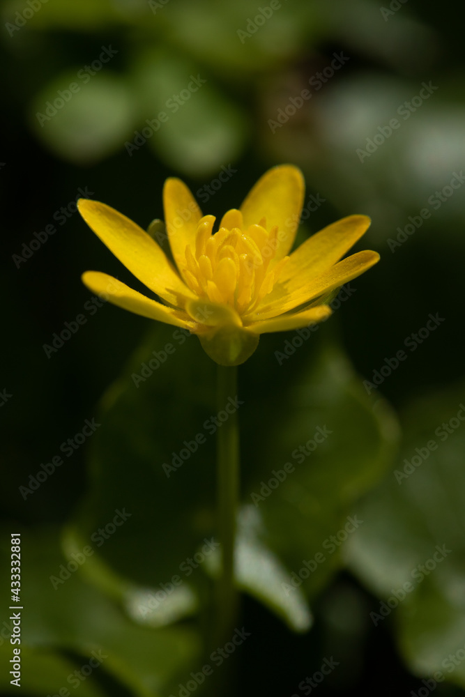 Closeup of yellow pilewort flower in spring