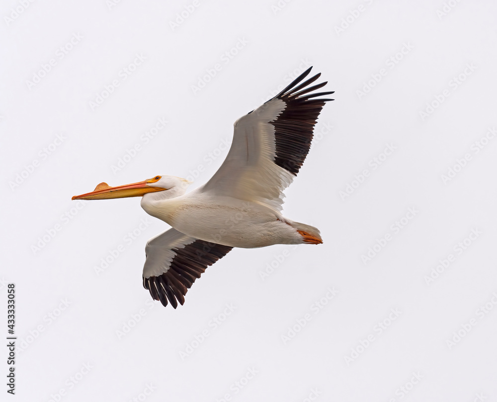 White Pelican Flying Overhead White Pelican Flying Overhead