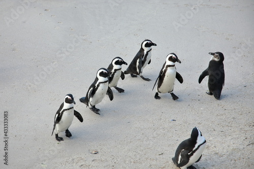 African penguins at Boulders Beach, South Africa