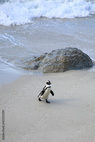 African penguins at Boulders Beach  South Africa