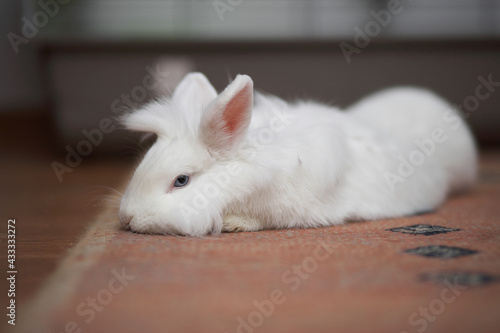 Lion head rabbit laying down on the carpet indoor.
