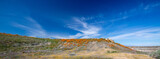 Cirrus sky over California Golden Orange Poppies on high desert hill in the Antelope Valley California Poppy Preserve near Lancaster California USA
