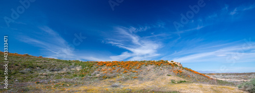 Cirrus sky over California Golden Orange Poppies on high desert hill in the Antelope Valley California Poppy Preserve near Lancaster California USA