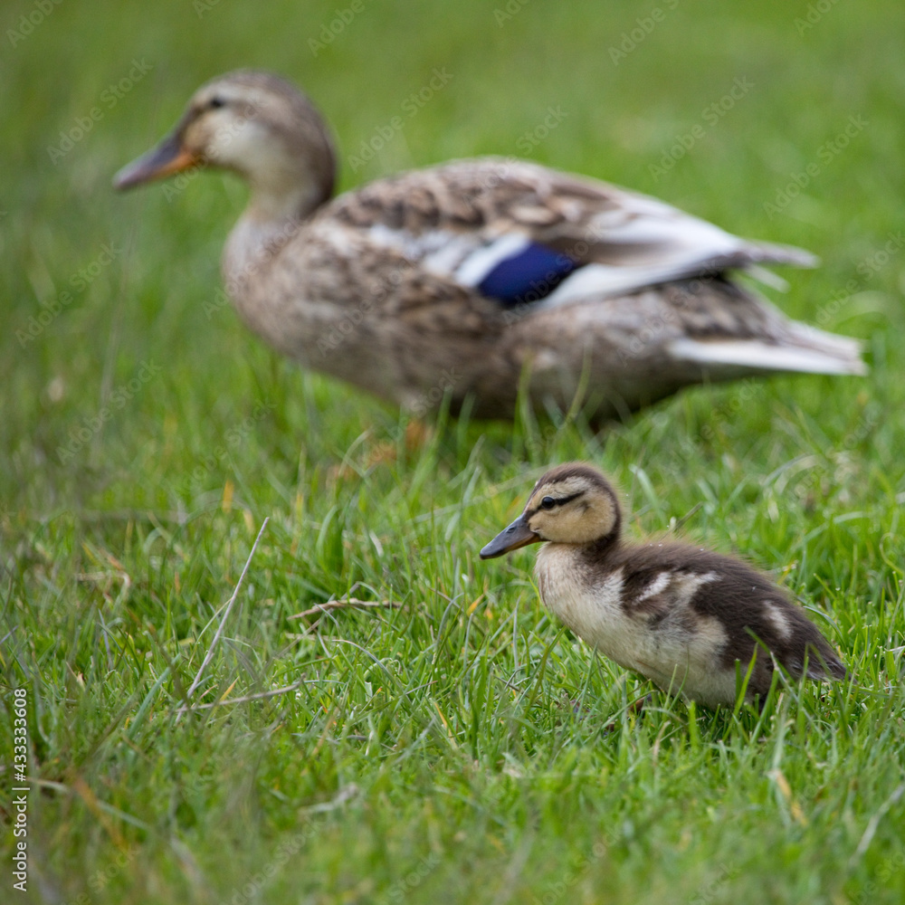 Female Mallard with ducklings in springtime, North Yorkshire, United Kingdom Female Mallard with ducklings in springtime, North Yorkshire, United Kingdom