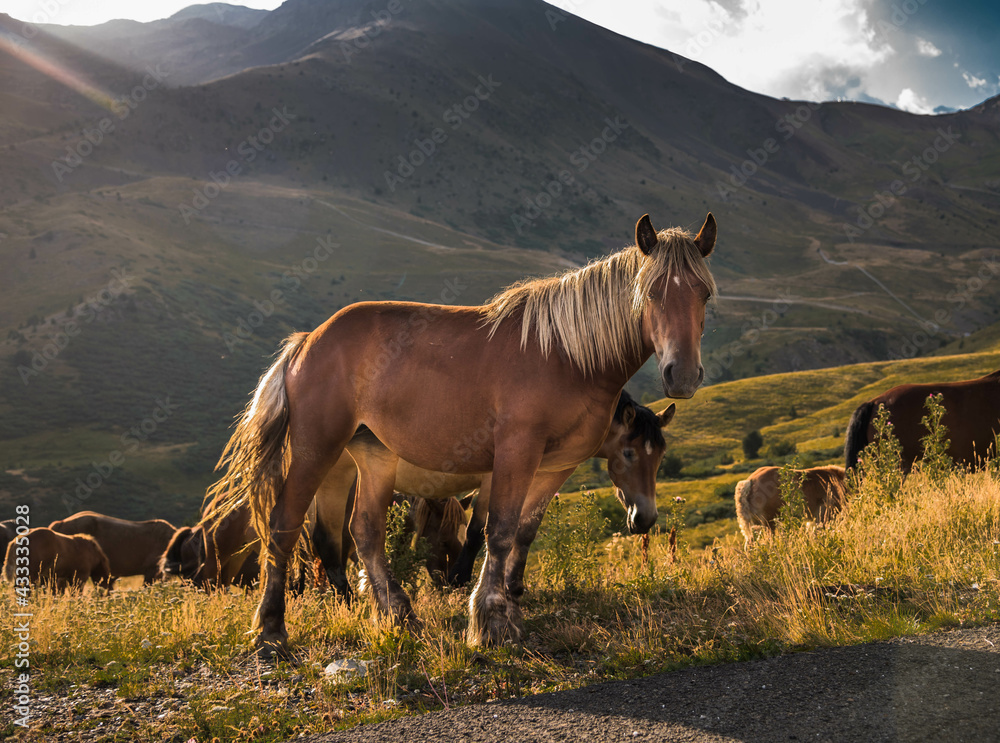 Φωτογραφία Herd of horses grazing on the pasture with high rocky mountains in the backgroun