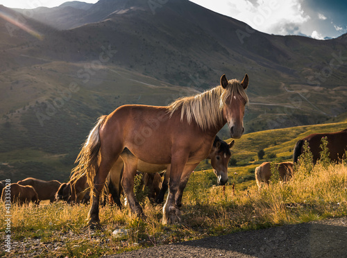 фотографія Herd of horses grazing on the pasture with high rocky mountains in the backgroun