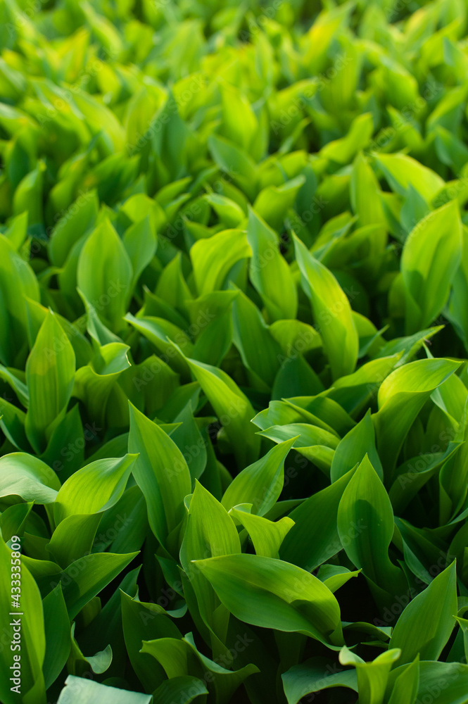 Fototapeta premium Beautiful spring lily of the valley. many green leaves of lilies of the valley, without flowering, texture
