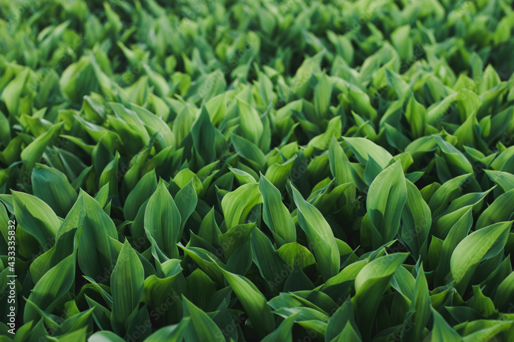 Beautiful spring lily of the valley. many green leaves of lilies of the valley, without flowering, texture Beautiful spring lily of the valley. many green leaves of lilies of the valley, without flowering, texture
