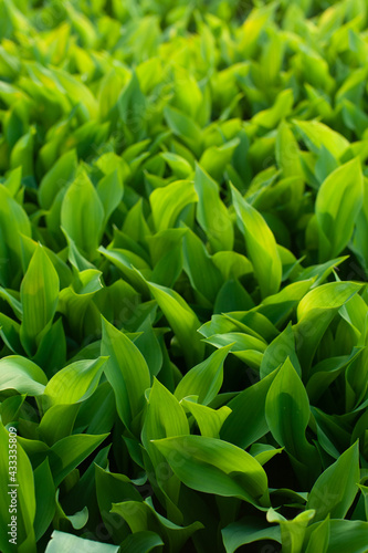 Beautiful spring lily of the valley. many green leaves of lilies of the valley, without flowering, texture