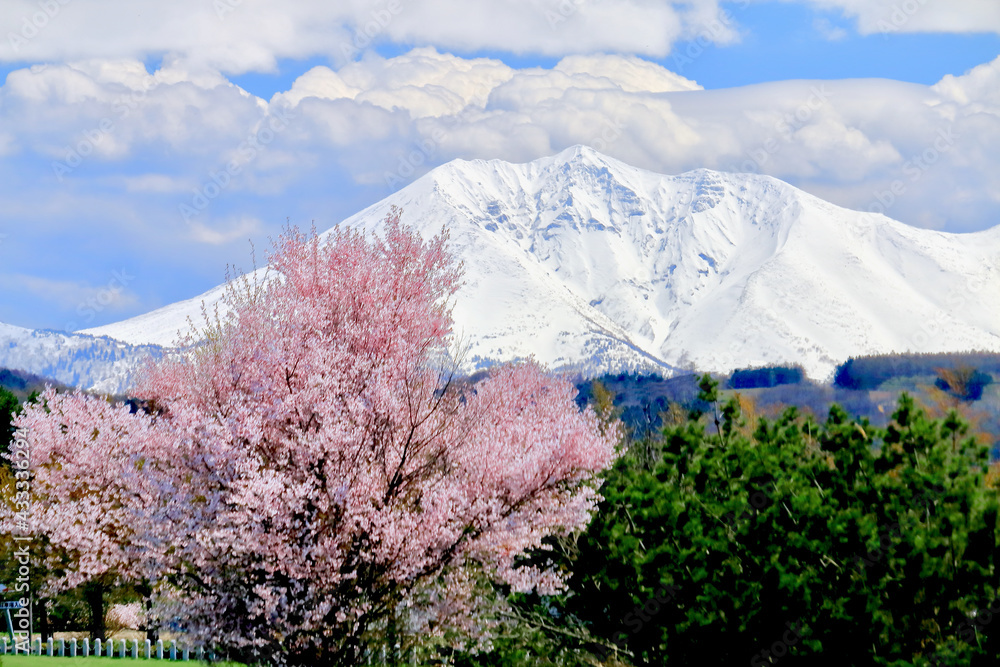 桜とオプタテシケ山 桜とオプタテシケ山