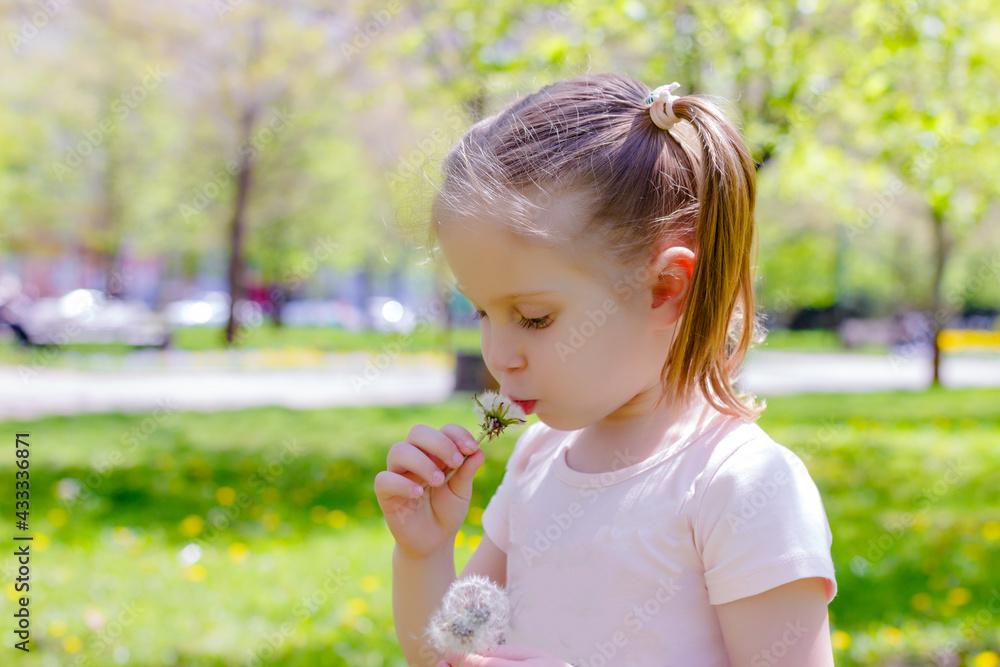 a little girl blows away dandelions on a summer day in the park. A girl in a pink dress with two ponytails on her head a little girl blows away dandelions on a summer day in the park. A girl in a pink dress with two ponytails on her head