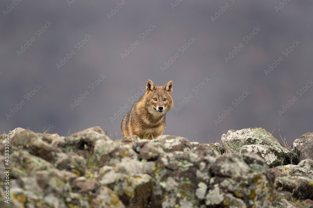 Golden jackal searching for food. Jackal moving in Rhodope Mountains. Carnivore during winter. European nature. Bulgaria wildlife. Golden jackal searching for food. Jackal moving in Rhodope Mountains. Carnivore during winter. European nature. Bulgaria wildlife.
