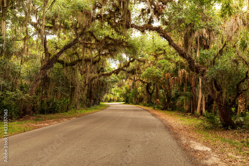 Myakka River State Park Road Drives Into Florida Forest with Spanish Moss Spanish Oaks and Palm Trees photo