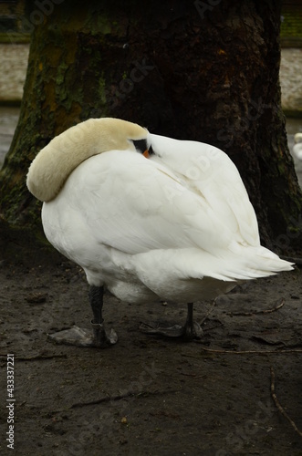 Withe swan closeup near a lake