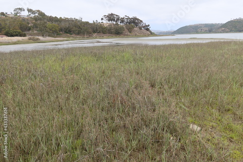 The Batiquitos Lagoon Marshy Wetland Near Carlsbad, California, in an Intertidal Zone Bay with Cattails and Reed Growing int the Fresh Runoff From the Hills photo