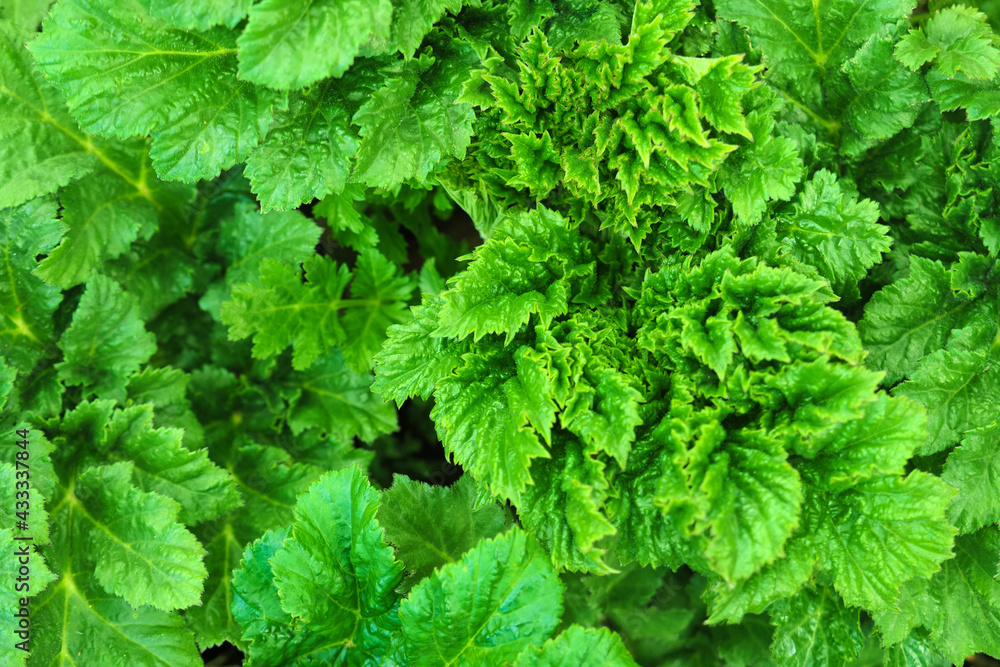 Hogweed leaves, dangerous poisonous plant, top view. Green natural background Hogweed leaves, dangerous poisonous plant, top view. Green natural background