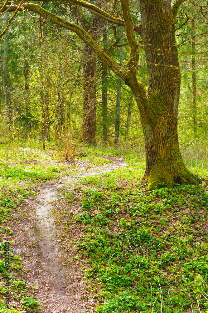 Fototapeta premium Narrow trail through a sunny spring forest. Old oak tree side of a hill