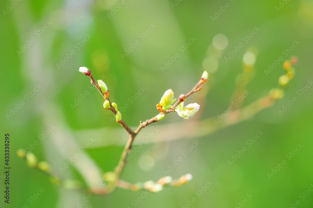 Natural green background. Awakening of nature, blooming buds on a tree branch Natural green background. Awakening of nature, blooming buds on a tree branch