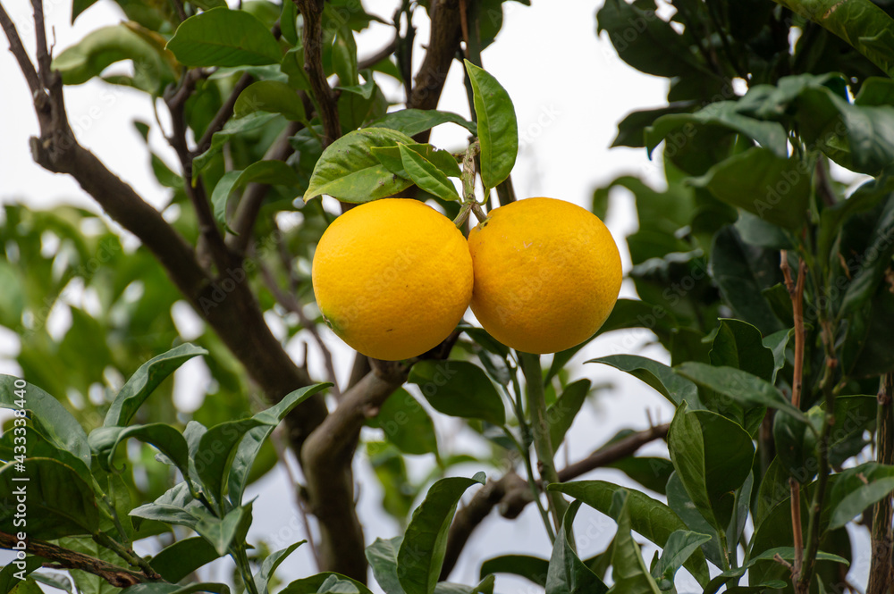 Yellow oranges citrus fruit hanging on orange tree in garden